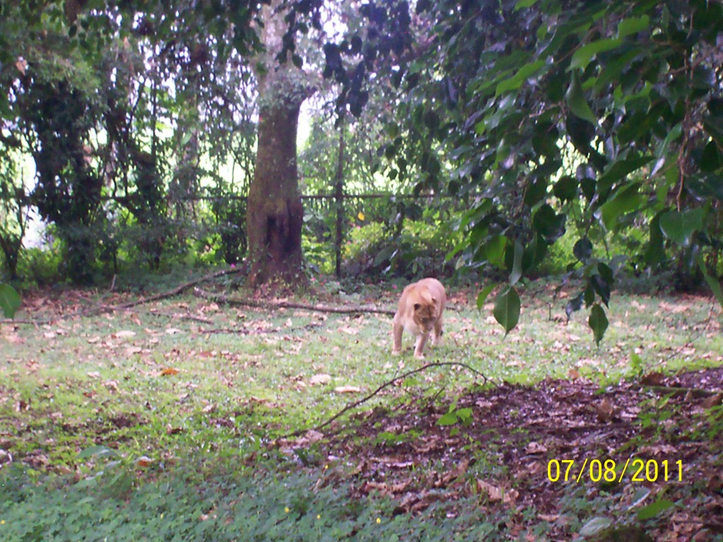 Foto: LEON Nombre Binomial: Panthera leo - San Carlos (La Marina) (Alajuela), Costa Rica