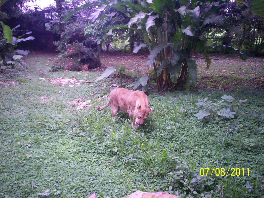 Foto: LEON Nombre Binomial: Panthera leo - San Carlos (La Marina) (Alajuela), Costa Rica