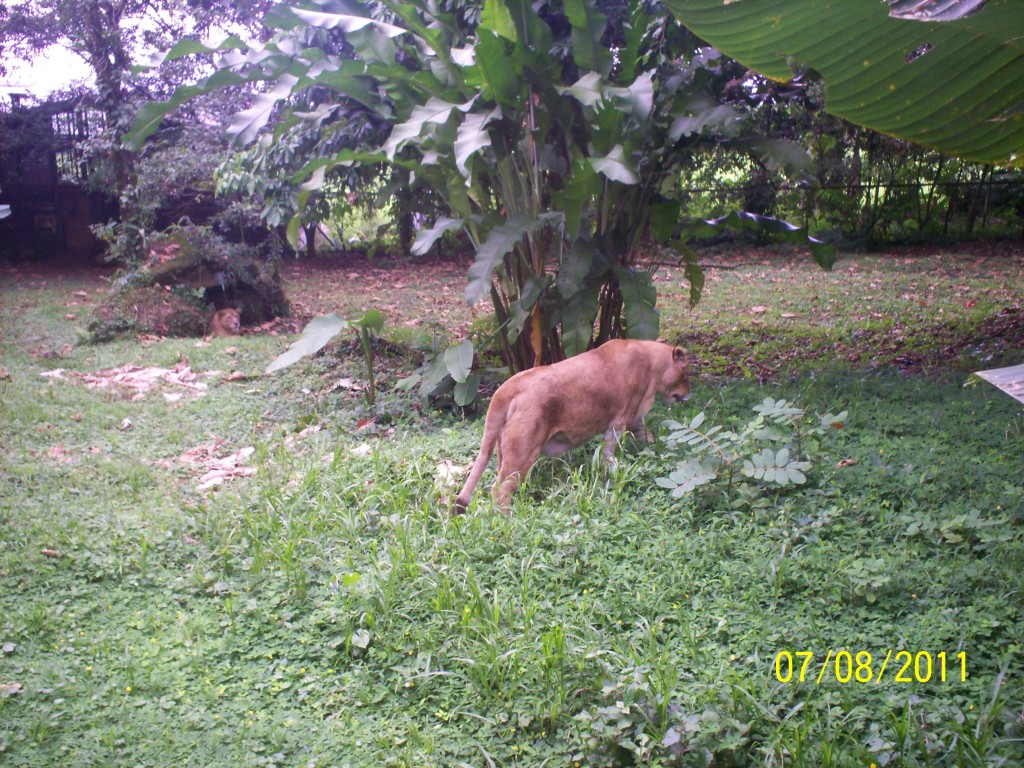 Foto: LEON Nombre científico (género y especie) Panthera leo - San Carlos (La Marina) (Alajuela), Costa Rica