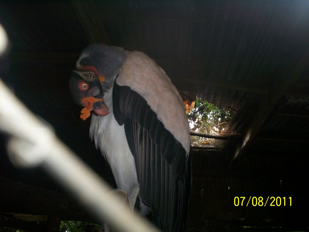 Foto: Sarcorhamphus papa ( ZOPILOTE REY ) FAMILIA: Cathartidae - San Carlos (La Marina) (Alajuela), Costa Rica