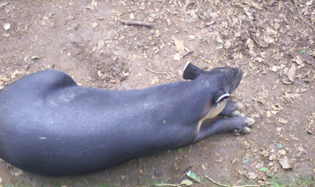 Foto: Danta   Nombre Científico: Tapirus Bairdii - San Carlos (La Marina) (Alajuela), Costa Rica