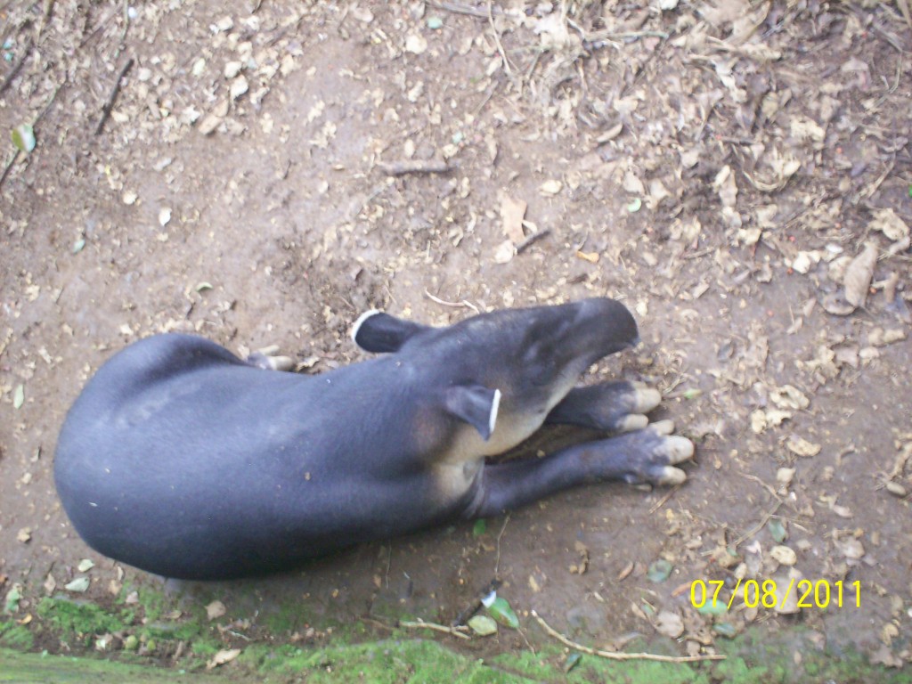 Foto: DANTA O TAPIR (Nombre Científico: Tapirus Bairdii ) - San Carlos (La Marina) (Alajuela), Costa Rica