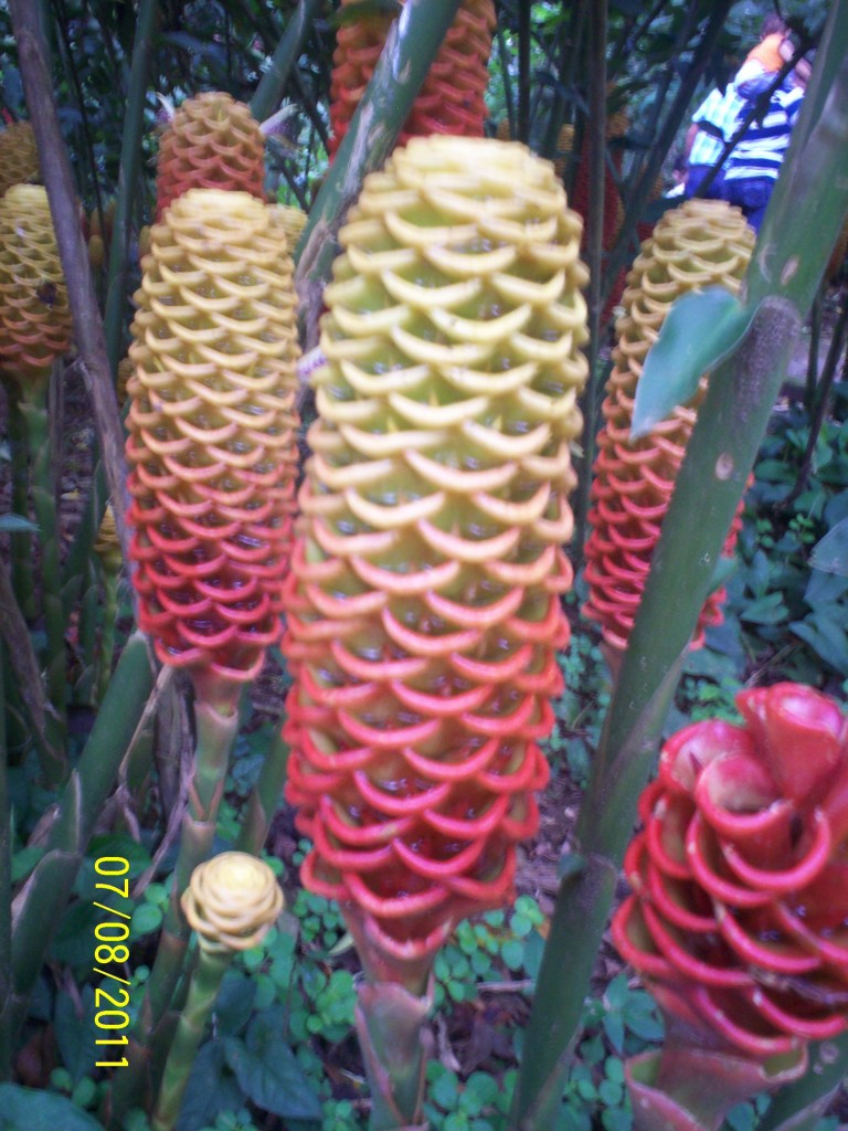 Foto de San Carlos (La Marina) (Alajuela), Costa Rica