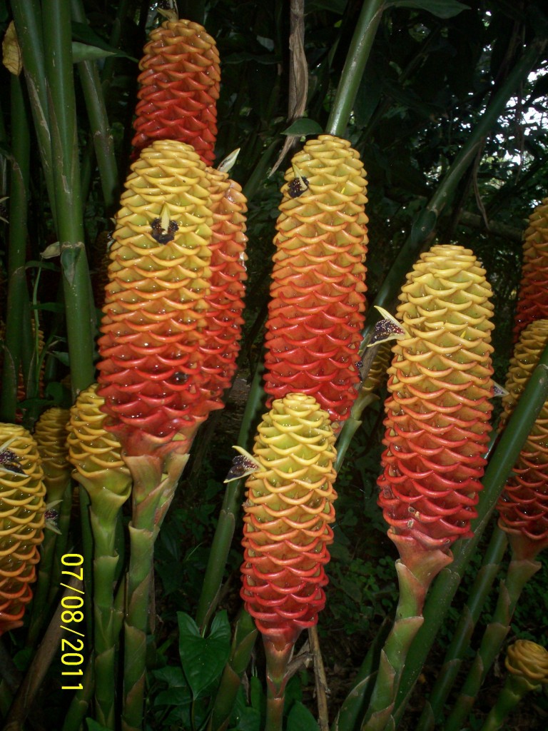 Foto de San Carlos (La Marina) (Alajuela), Costa Rica