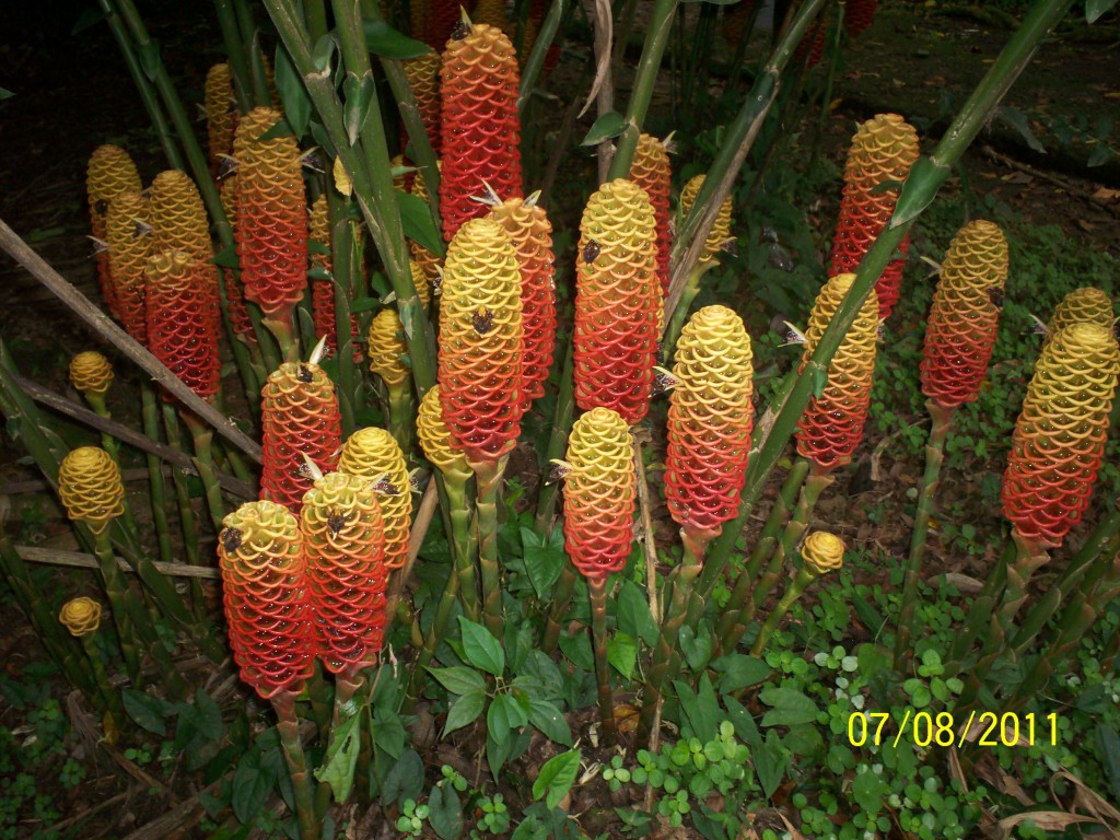 Foto de San Carlos (La Marina) (Alajuela), Costa Rica