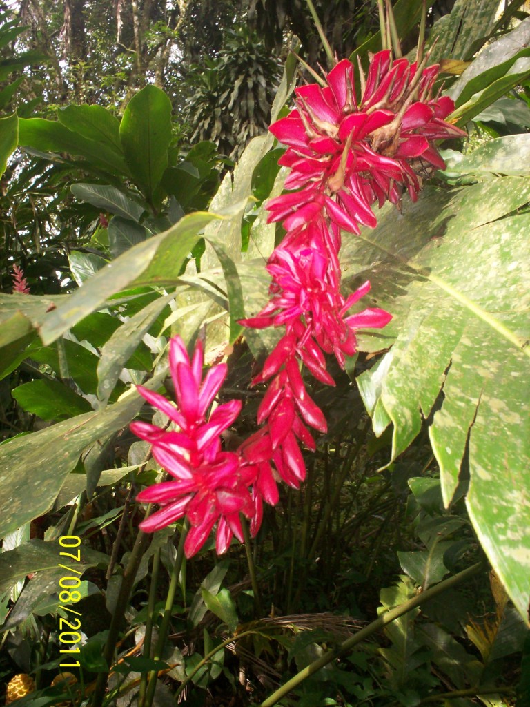 Foto de San Carlos (La Marina) (Alajuela), Costa Rica