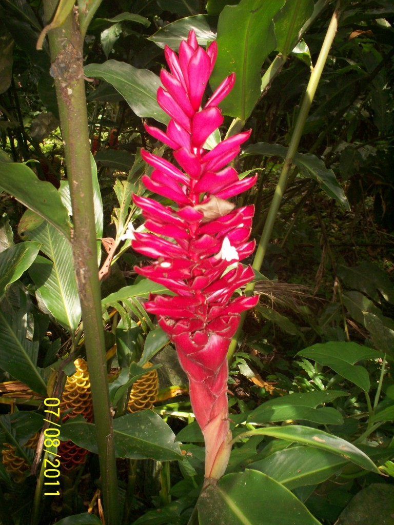 Foto de San Carlos (La Marina) (Alajuela), Costa Rica