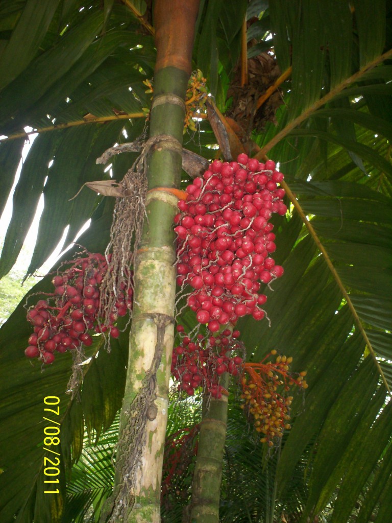 Foto de San Carlos (La Marina) (Alajuela), Costa Rica