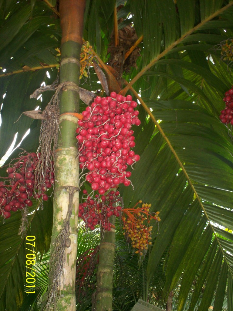 Foto de San Carlos (La Marina) (Alajuela), Costa Rica