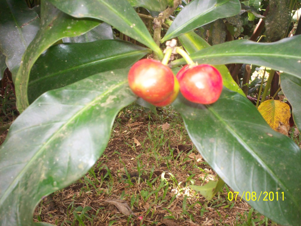 Foto de San Carlos (La Marina) (Alajuela), Costa Rica