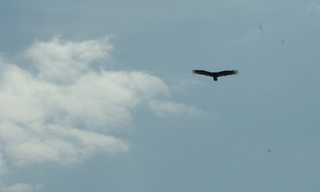 Foto: ave - Tapachula (Chiapas), México