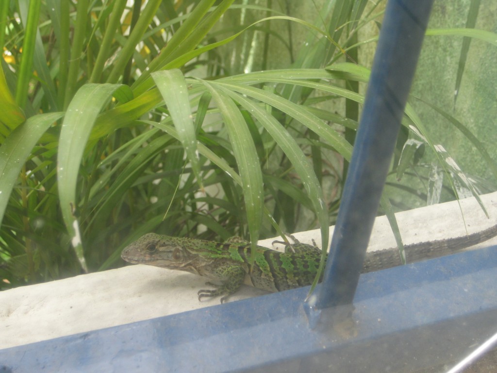 Foto: Iguanita - Tapachula (Chiapas), México