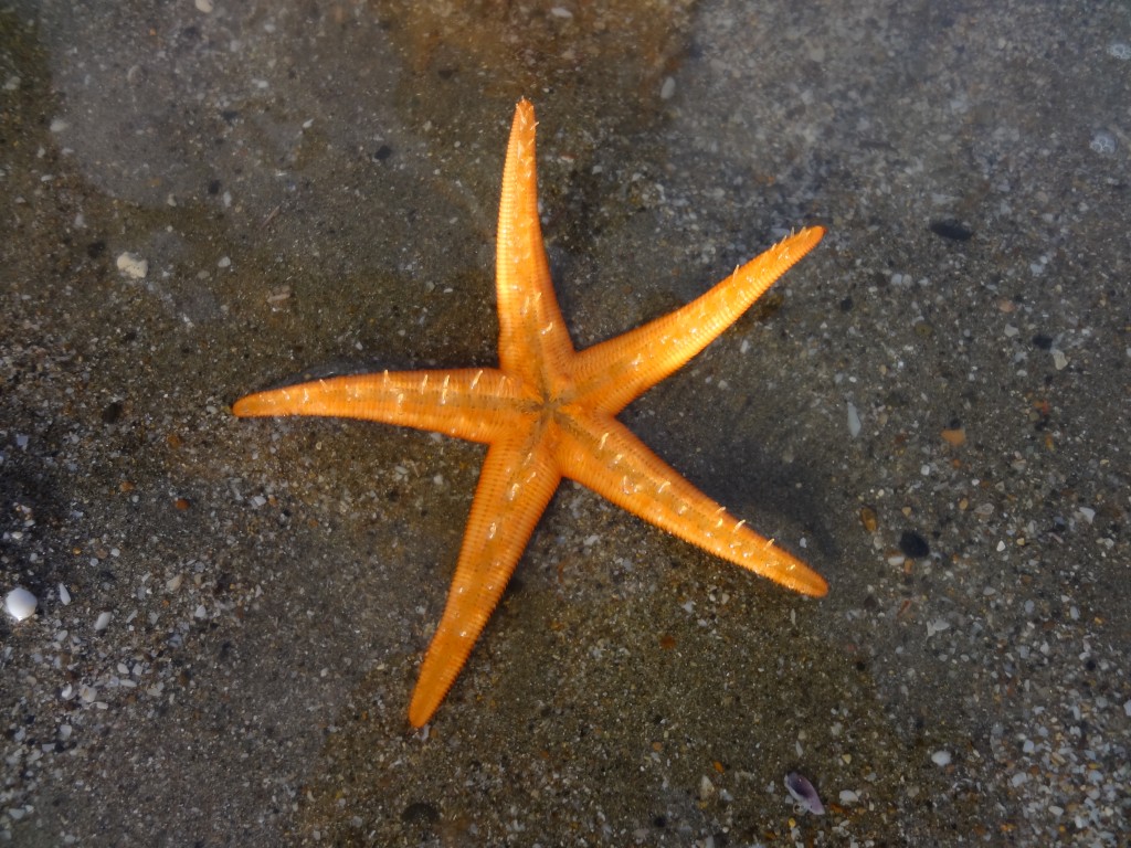 Foto: Estrella Marina - Crucita (Manabí), Ecuador