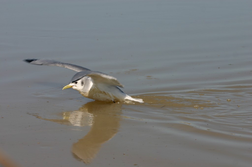 Foto de Mouley Bouslam (Tanger-Tétouan), Marruecos