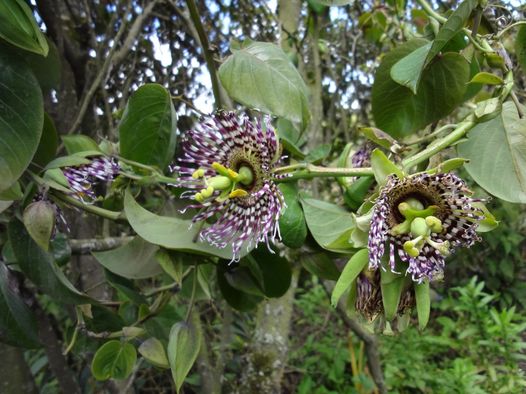 Foto: flor de granadilla - Bayushig (Chimborazo), Ecuador