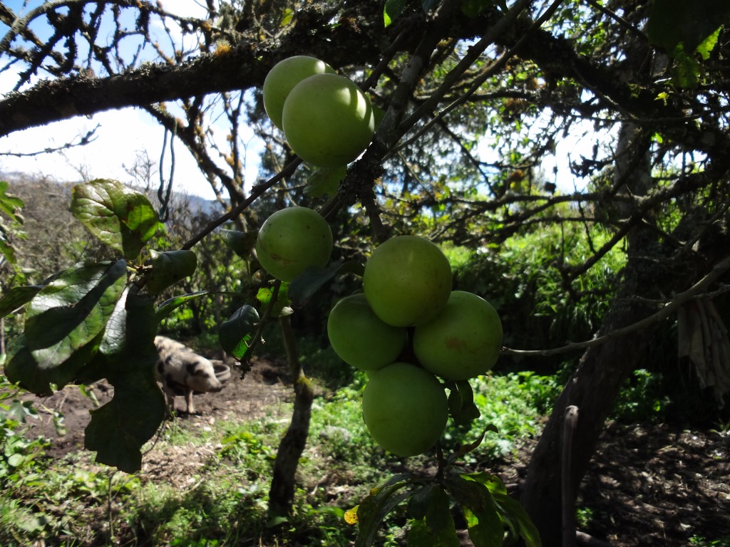 Foto: Claudias - Bayushig (Chimborazo), Ecuador