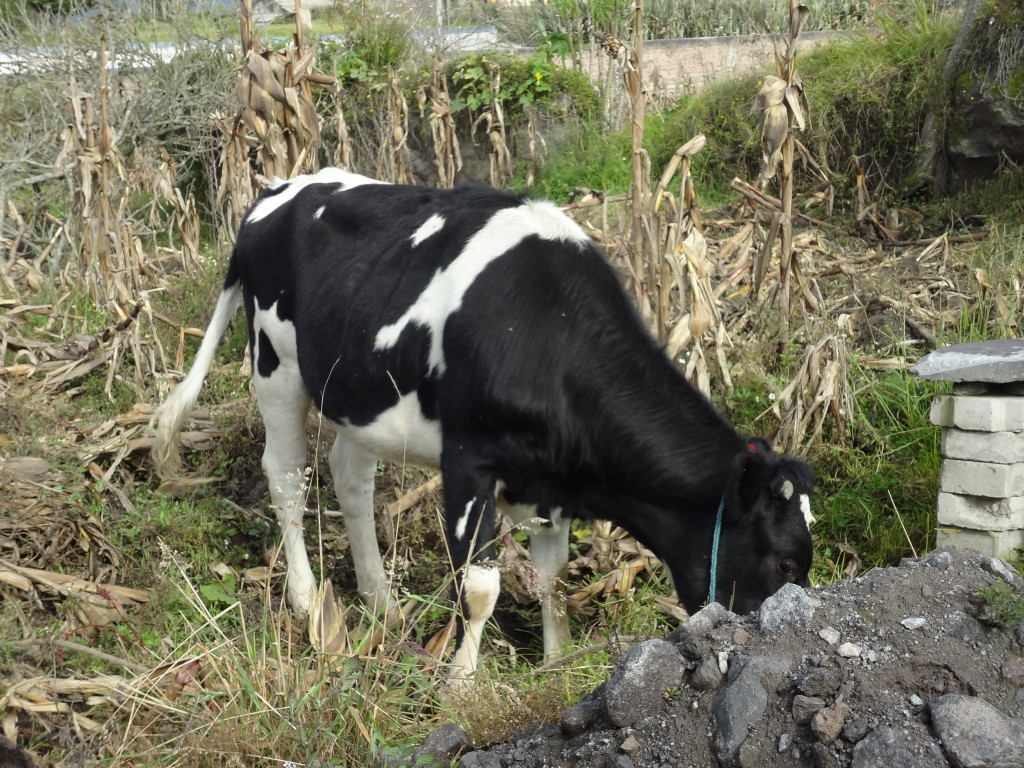 Foto: Una baca pastandose - Bayushig (Chimborazo), Ecuador