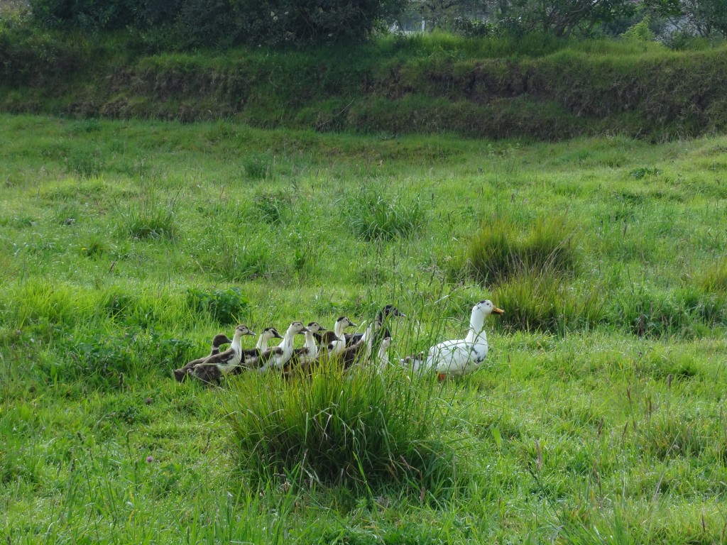 Foto: Patos - Bayushig (Chimborazo), Ecuador