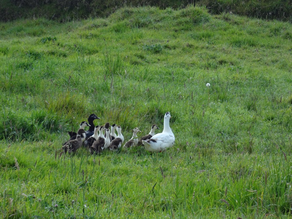 Foto: Patos - Bayushig (Chimborazo), Ecuador