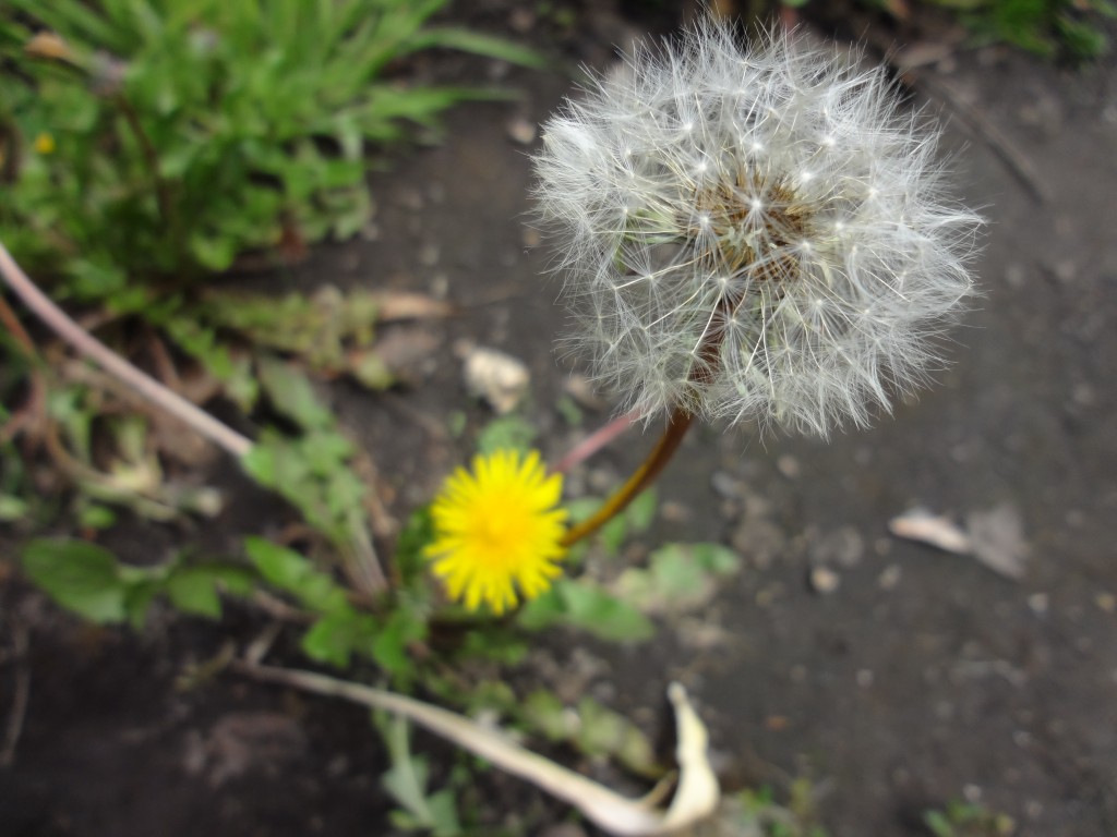 Foto: Diente de león - Bayushig (Chimborazo), Ecuador
