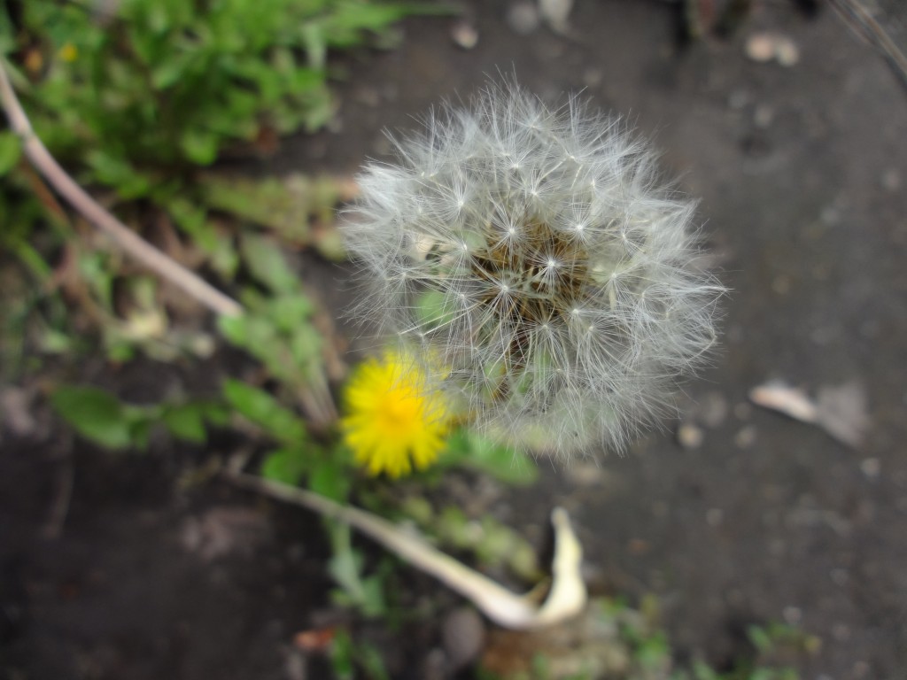 Foto: Diente de león - Bayushig (Chimborazo), Ecuador