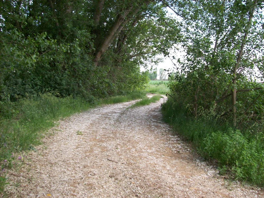 Foto: CAMINO AL EMBALSE DEL REGUERO - Zuares Del Pàramo (León), España