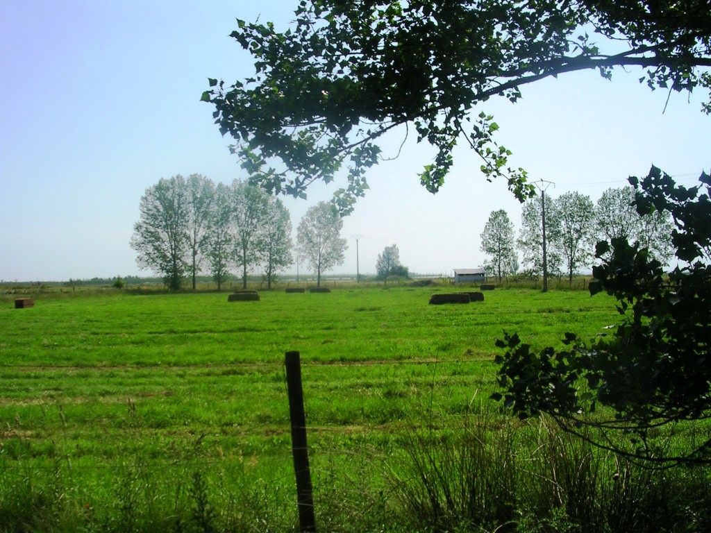 Foto: CAMPO DE ALPACAS - Zuares Del Pàramo (León), España