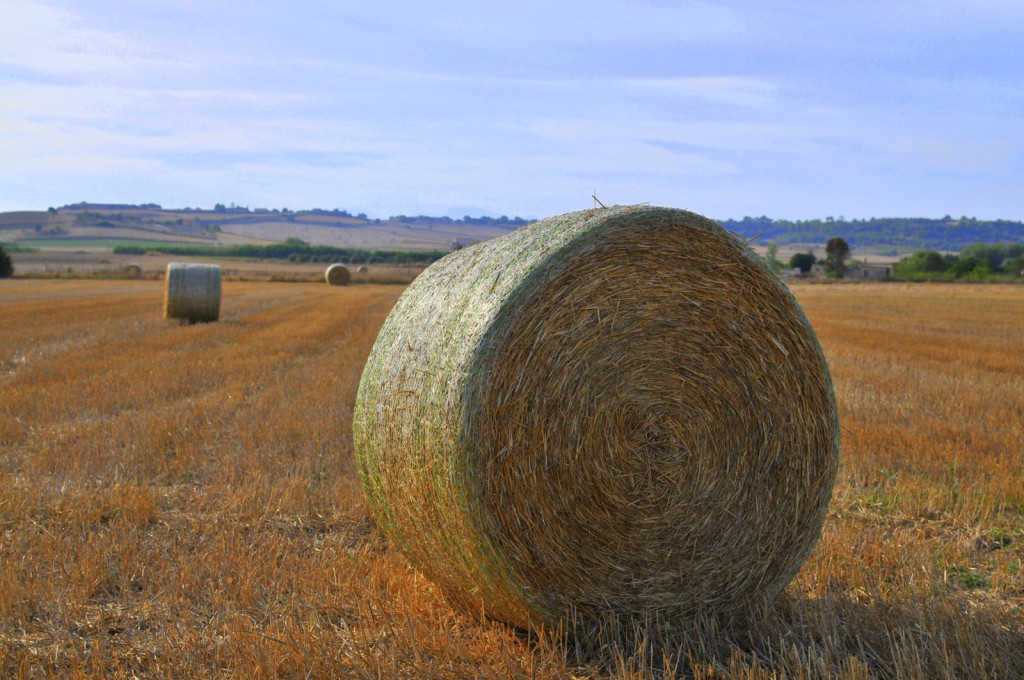 Foto: de cara al invierno - Porto Cristo (Mallorca) (Illes Balears), España
