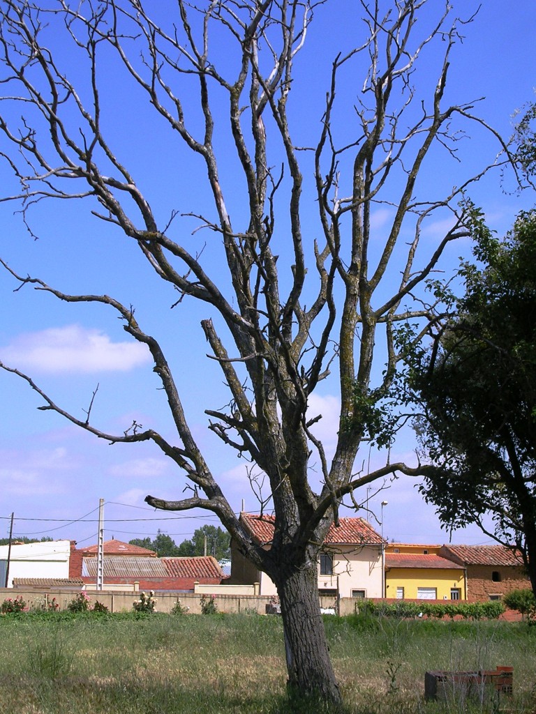 Foto: El Arbol Seco - Zuares Del Pàramo (León), España
