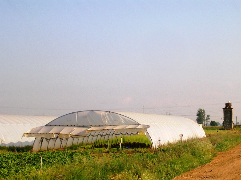 Foto: Invernadero De Flores - Zuares Del Pàramo (León), España