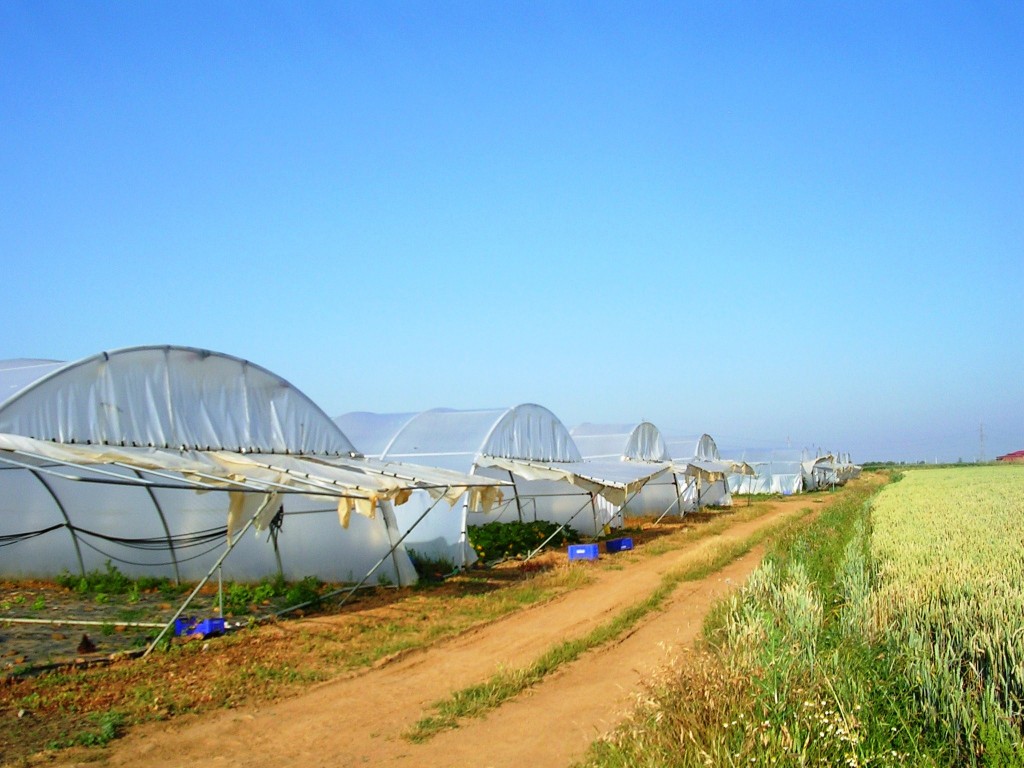 Foto: Invernadero De Flores - Zuares Del Pàramo (León), España