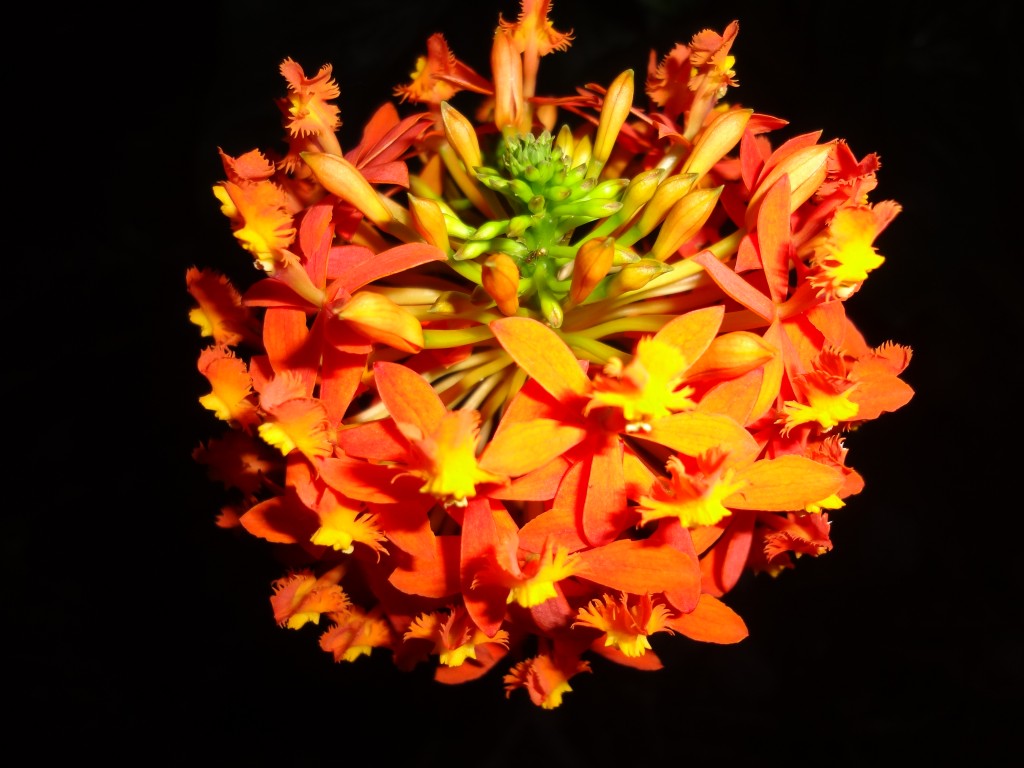 Foto: Flor de llama una Orquidea - Shell (Pastaza), Ecuador