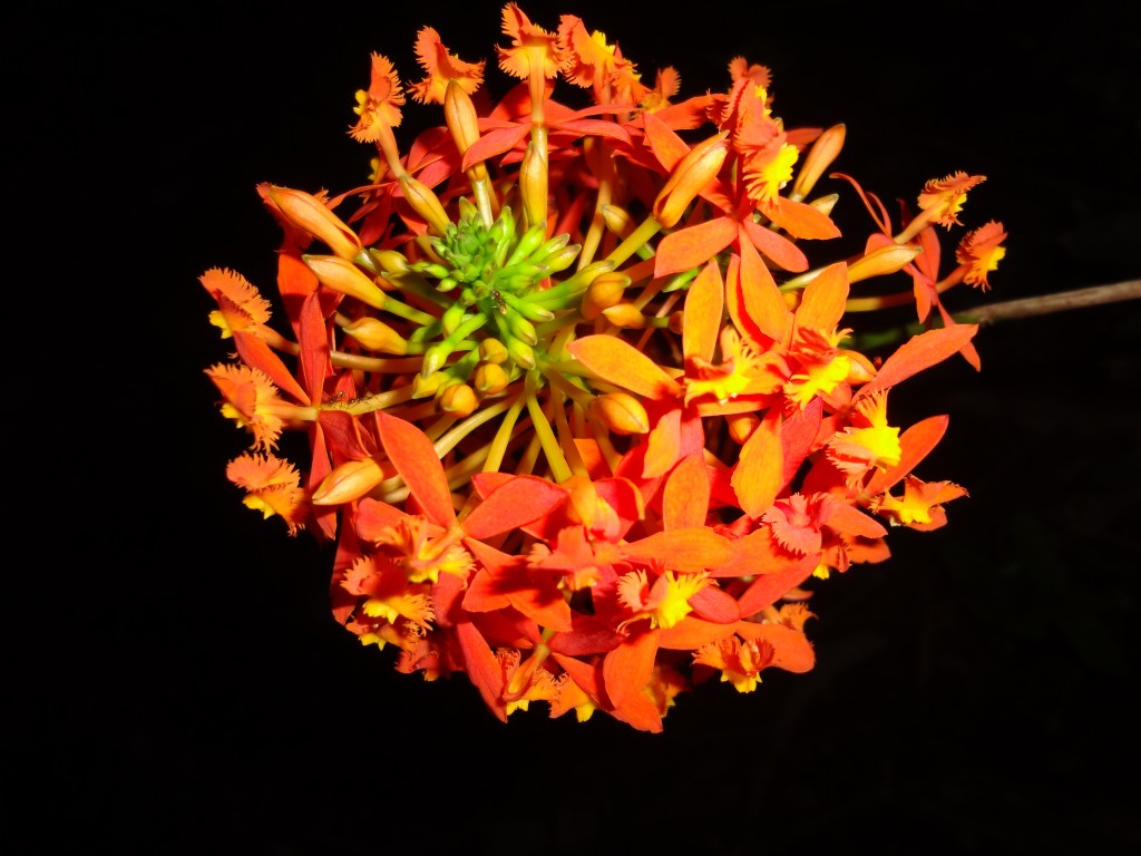 Foto: Orquidea - Shell (Pastaza), Ecuador