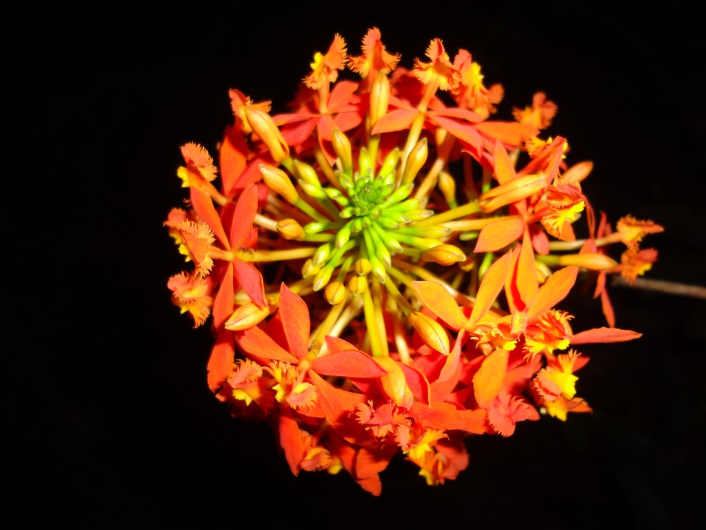 Foto: Orquidea - Shell (Pastaza), Ecuador