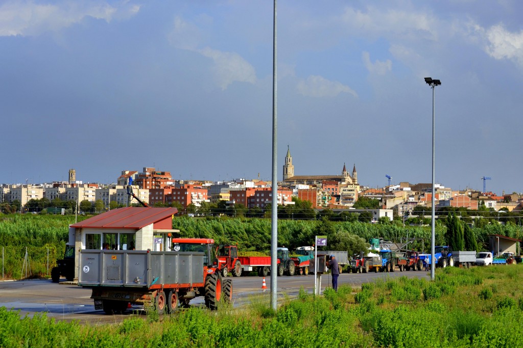 Foto: Vendimia - Vilafranca del Penedes (Barcelona), España