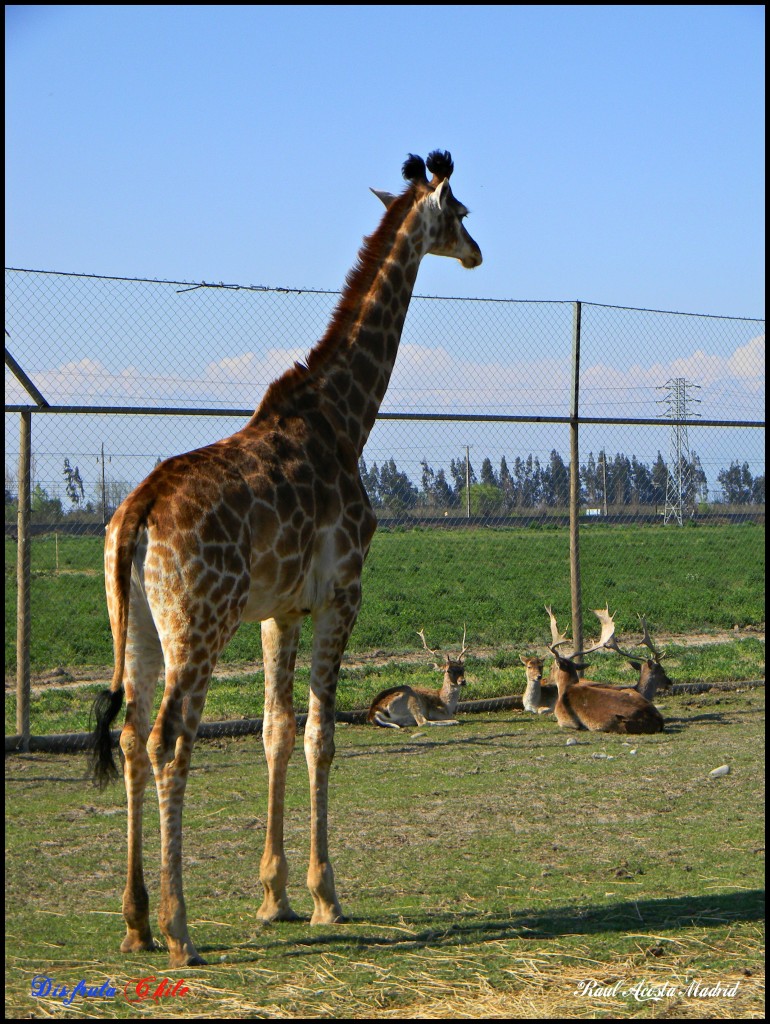 Foto de Rancagua (Libertador General Bernardo OʼHiggins), Chile