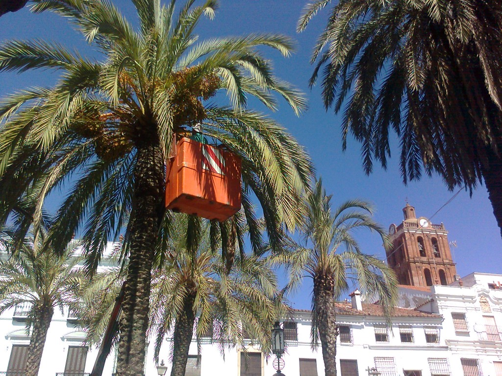 Foto: Poda de palmeras - Zafra (Badajoz), España