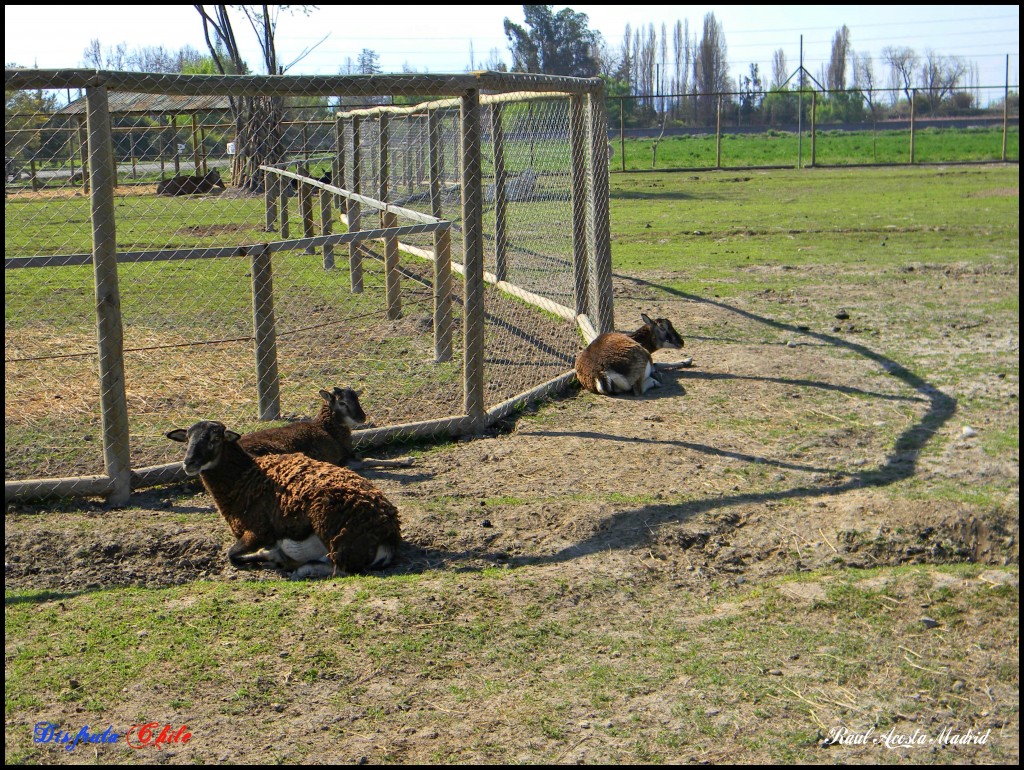 Foto de Rancagua (Libertador General Bernardo OʼHiggins), Chile