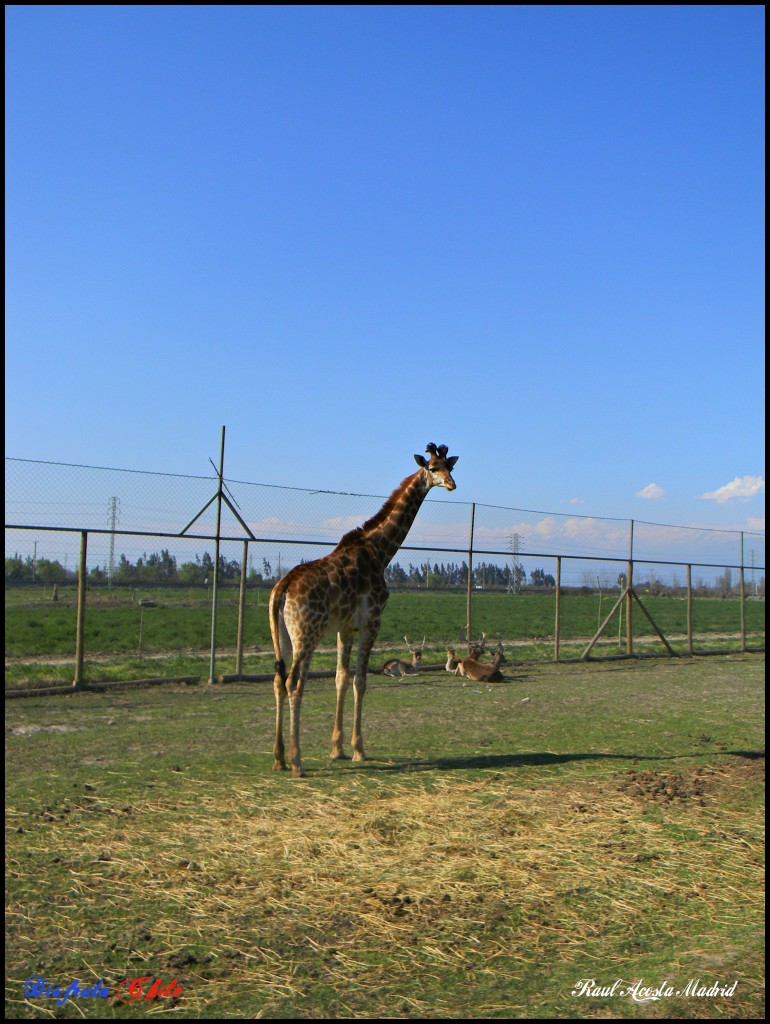 Foto de Rancagua (Libertador General Bernardo OʼHiggins), Chile