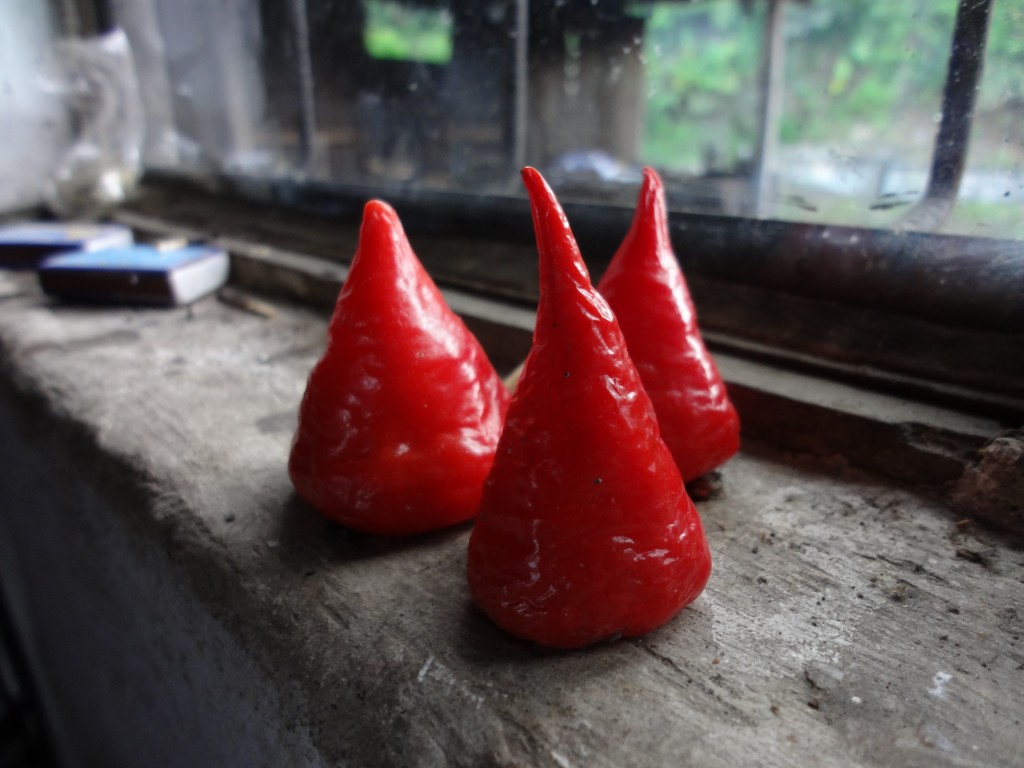 Foto: Ajíes - Shell (Pastaza), Ecuador