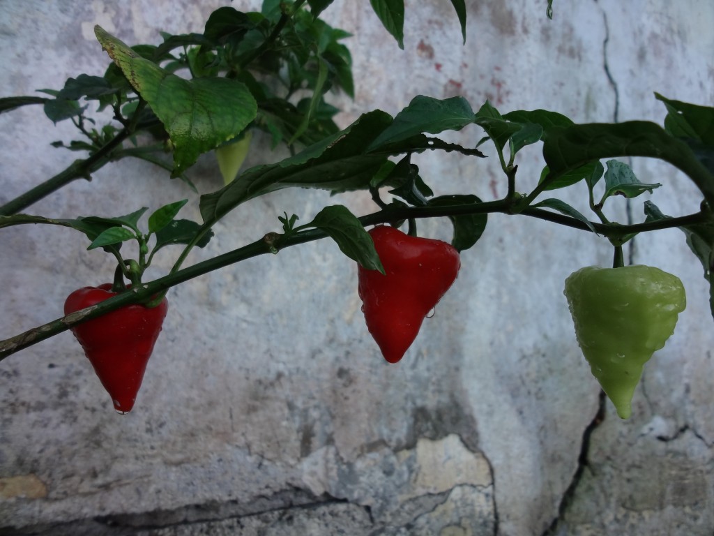 Foto: Ajíes - Shell (Pastaza), Ecuador