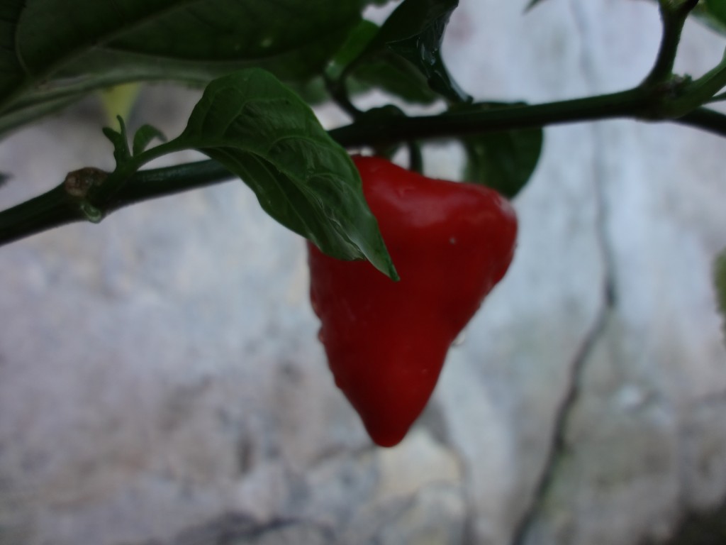 Foto: Ajíes - Shell (Pastaza), Ecuador