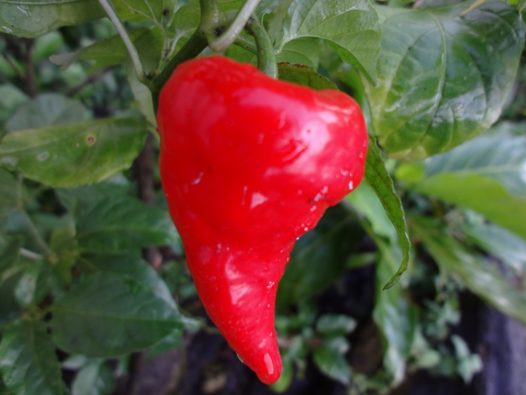 Foto: Ajíes - Shell (Pastaza), Ecuador