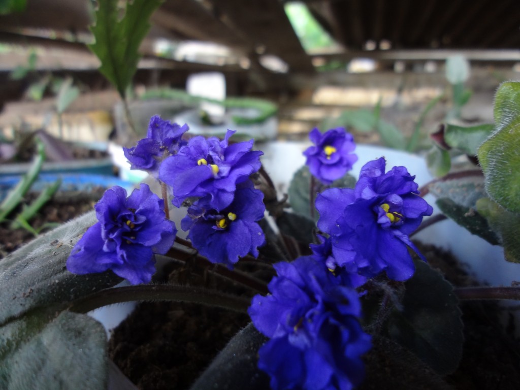 Foto: Flor Lila - Shell (Pastaza), Ecuador