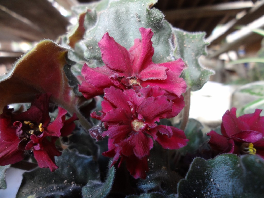 Foto: Flor rosa - Shell (Pastaza), Ecuador