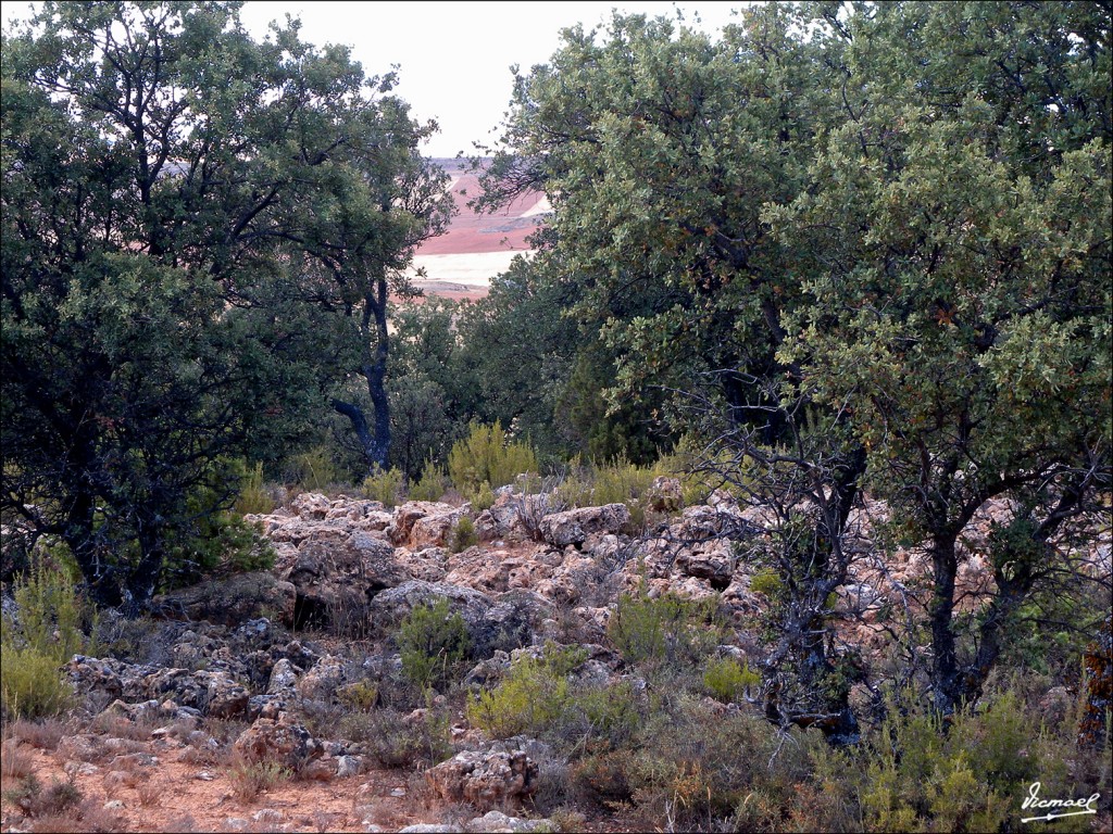 Foto: 110807-14 MONTE ALCONCHEL - Alconchel De Ariza (Zaragoza), España