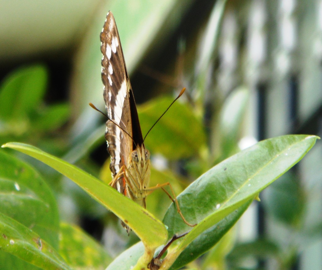 Foto: Mariposa - Tapachula (Chiapas), México