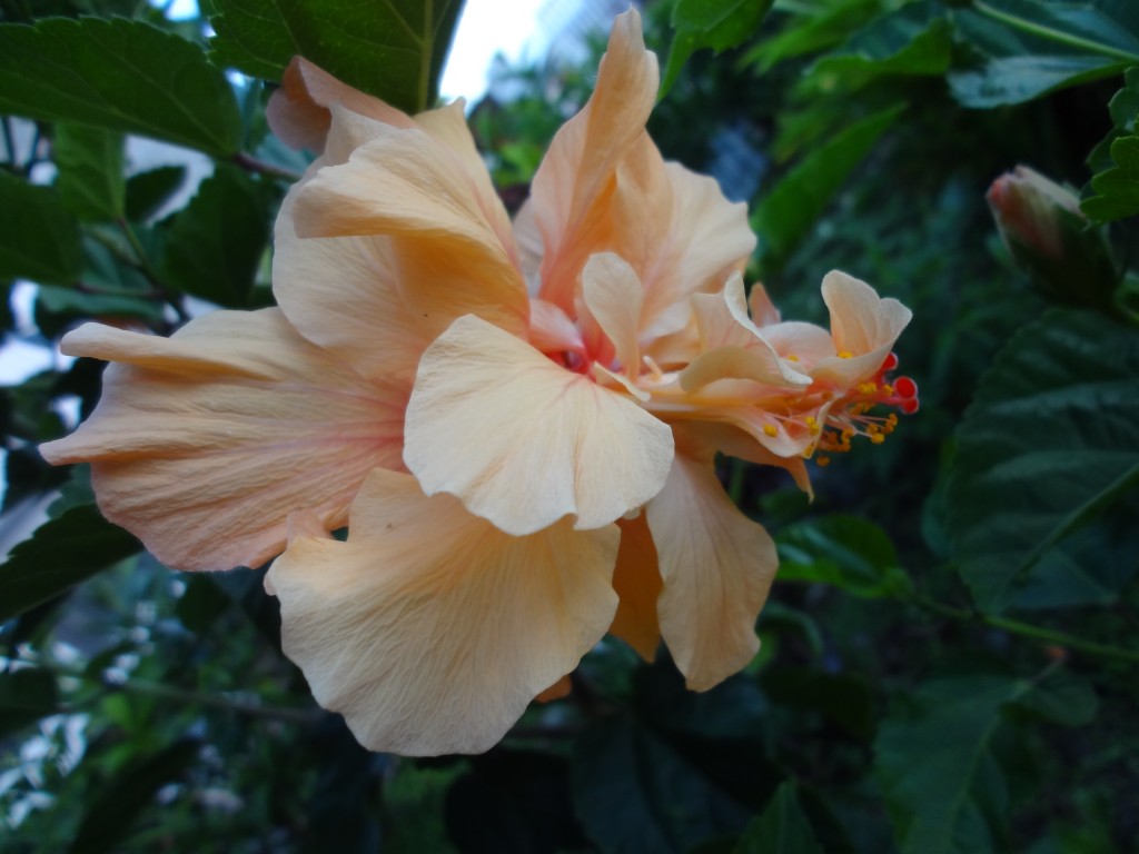 Foto: Cucarda amarilla - Shell (Pastaza), Ecuador