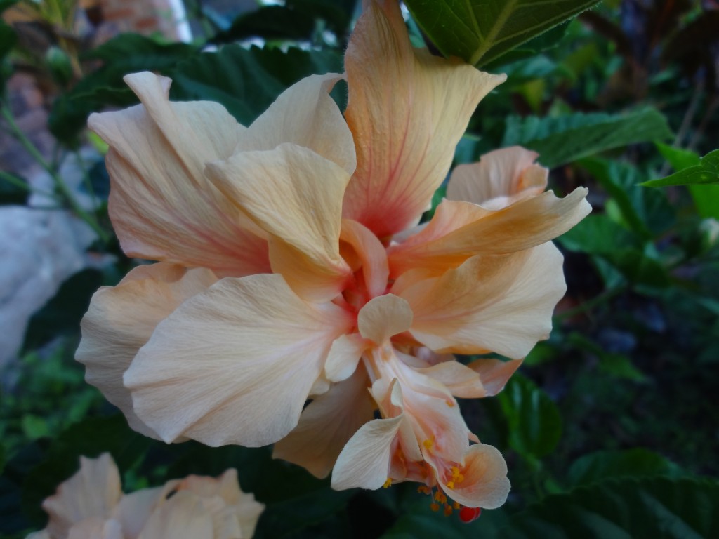 Foto: Cucarda amarilla - Shell (Pastaza), Ecuador