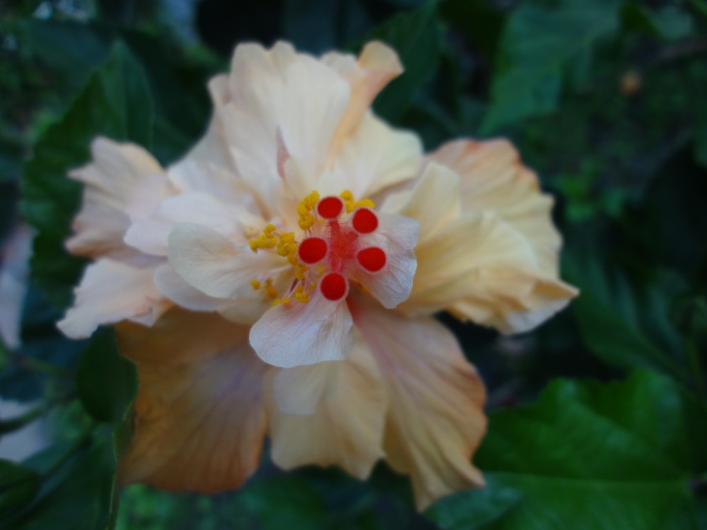 Foto: Cucarda amarilla - Shell (Pastaza), Ecuador